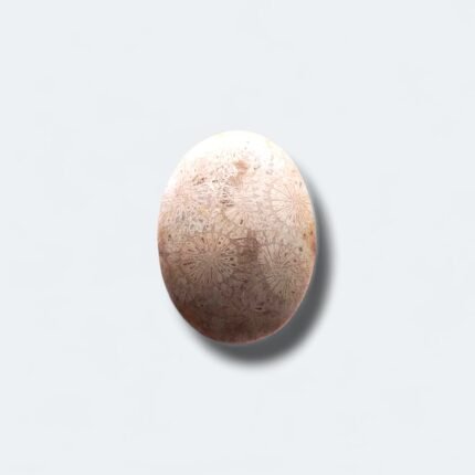 Natural Fossil Agate